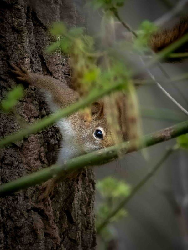 On the Lookout