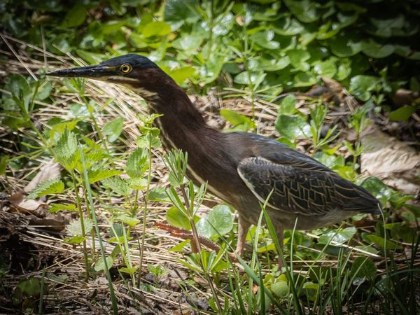 Green Heron