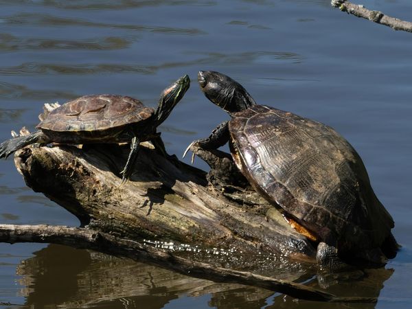 Pond & Red-Eared Sliders