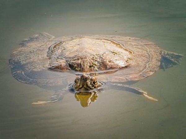 Common Snapping Turtle