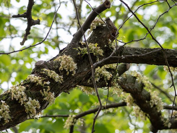 White Eastern Redbud