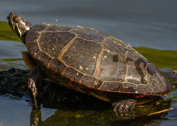 Eastern Painted Turtle