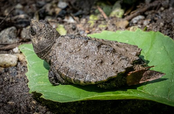 This Week at Nixon Park - May 23-30