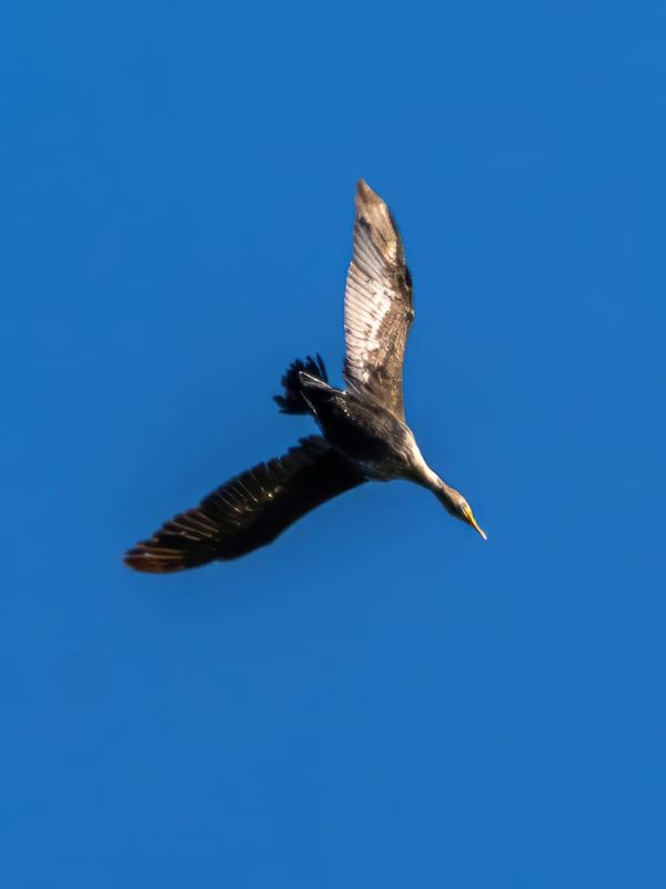 This Week at Nixon Park - May 31-June 7