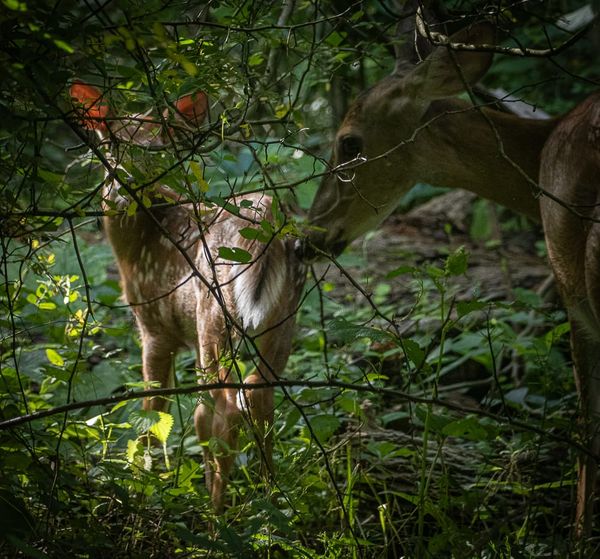 This Week at Nixon Park - June 21-28