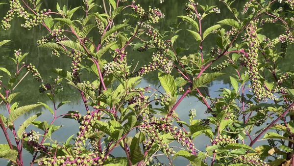 This Week at Nixon Park - July 22-29