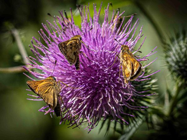 Skippers