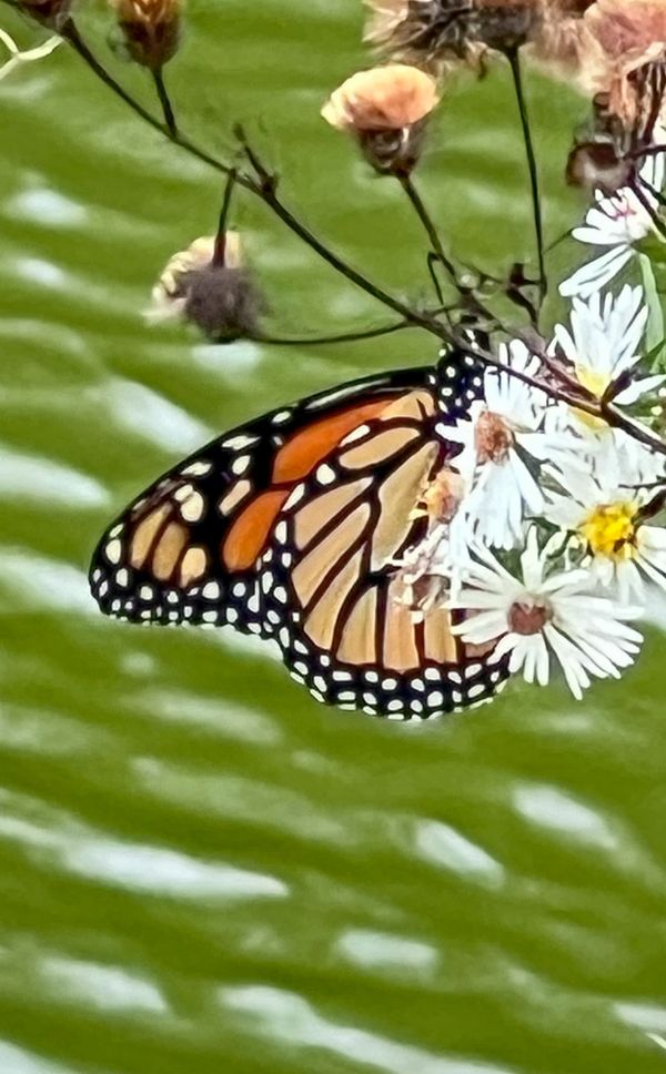 Following the Milkweed