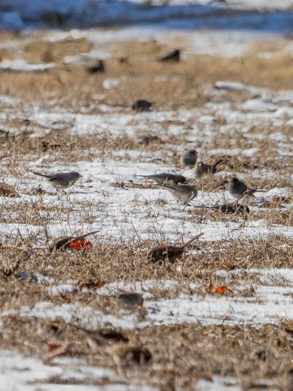 Winter Bird Alliances