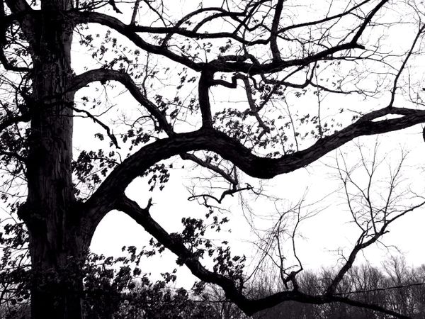 Recently at Nixon Park - January 2026