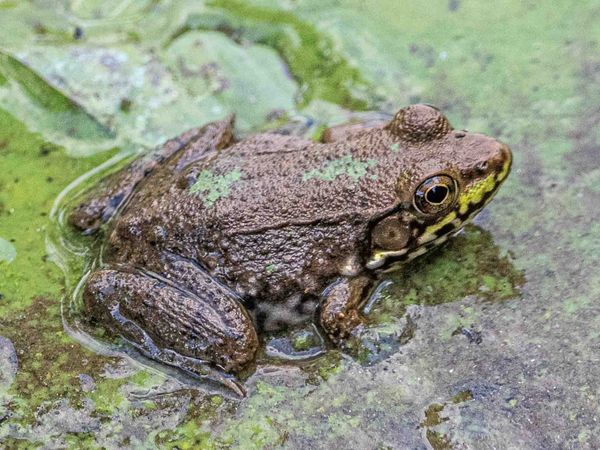 Field Notes on Frogs and Toads