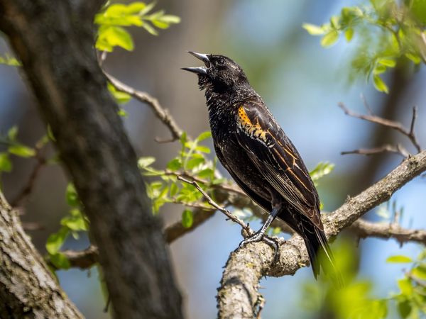 April 11-17 Nixon Park