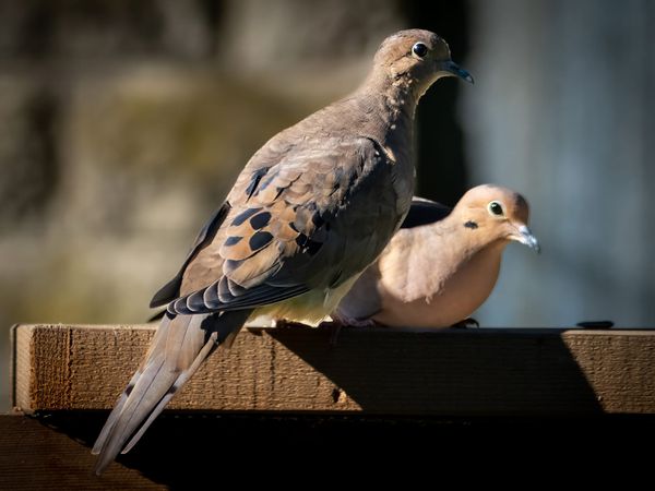 Mourning Doves