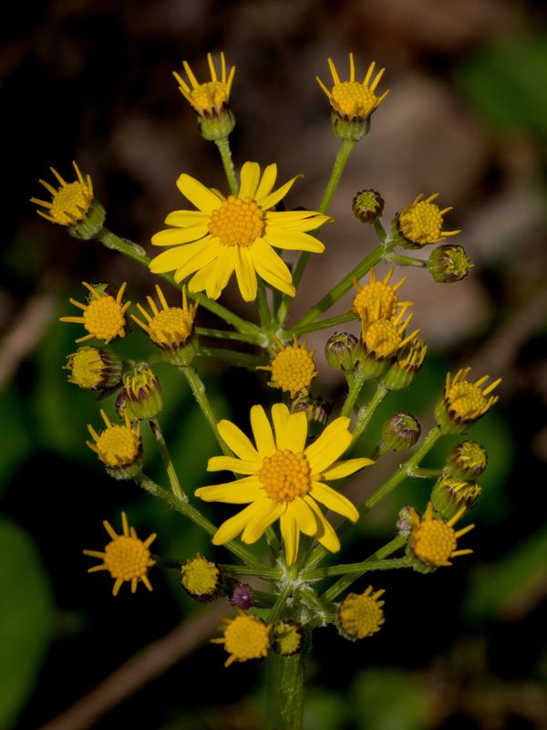 April 18-24 at Anson B. Nixon Park