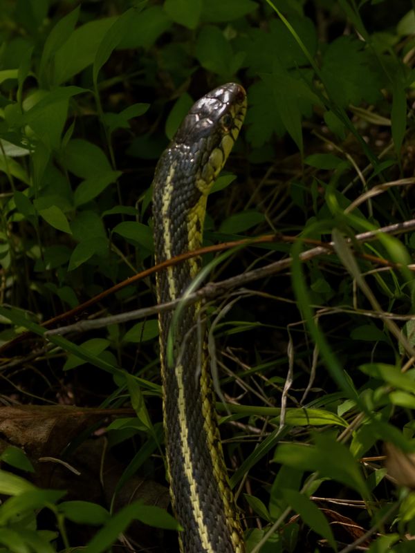 Periscoping Snakes