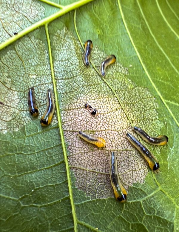Not a Slug or a Fly
