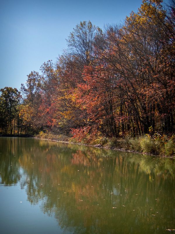 Fall Flowers at Nixon Park
