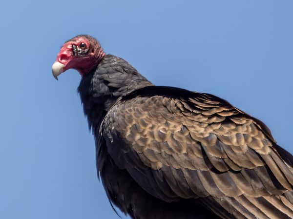 Vultures at Nixon Park