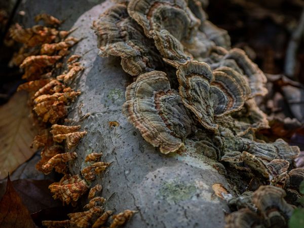 Fruiting Bodies