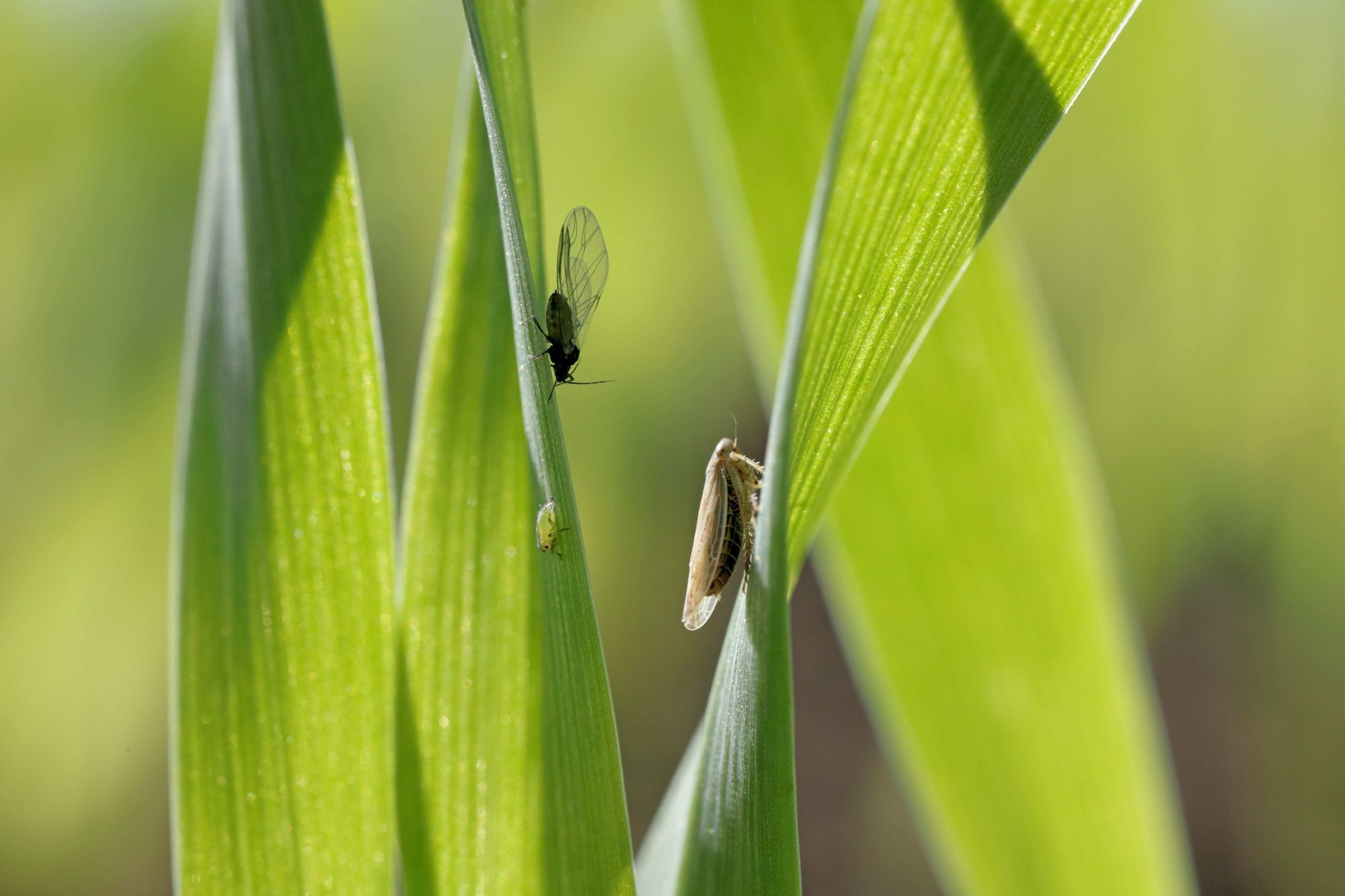 Anticipar y afrontar los riesgos de plagas en otoño