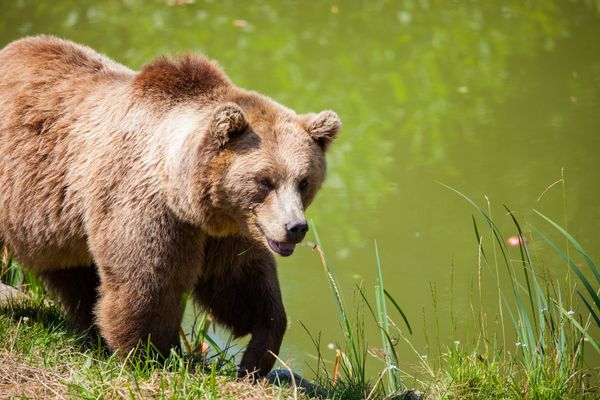 Making Sense of Bear Markets