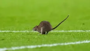 5 strange stoppages in football games after rat halts Wales’ World Cup qualifier