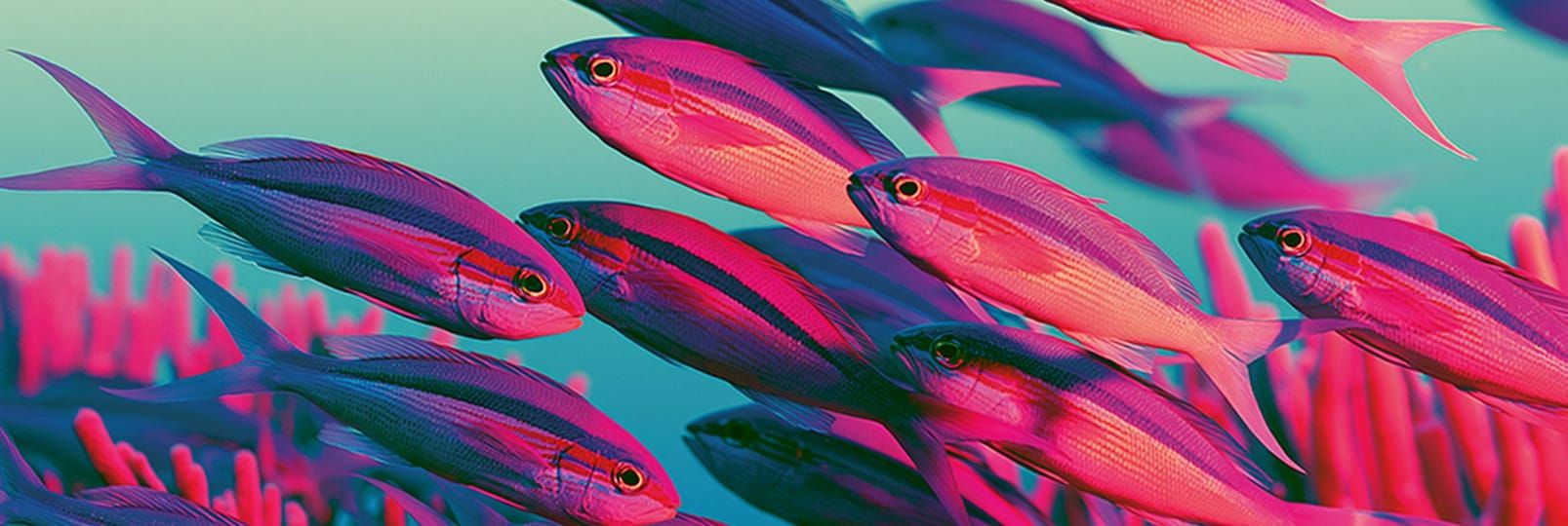 A school of small, sleek, striped fish swimming amongst fingers of coral