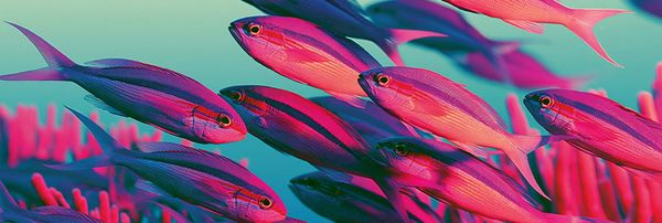 A school of small, sleek, striped fish swimming amongst fingers of coral