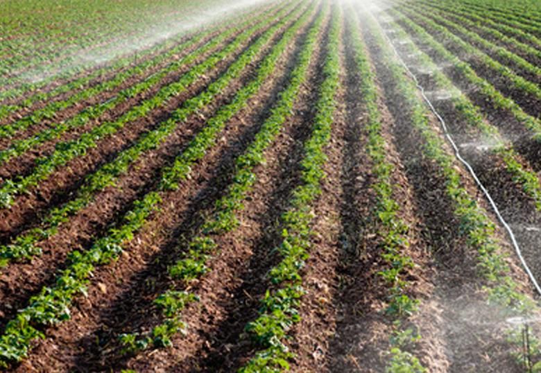 Potato Growers of Alberta, partners, create new research Chair