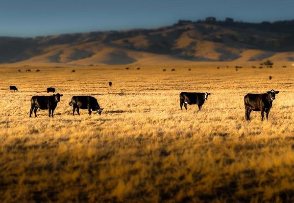 Business of agriculture to be the focus of Cor Van Raay Agribusiness Case Competition