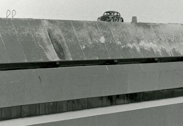 Beetle mystery finally solved