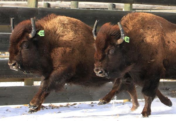 Little Bear plays role in bringing bison back to Banff