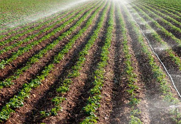 Thriving potato industry needs access to research