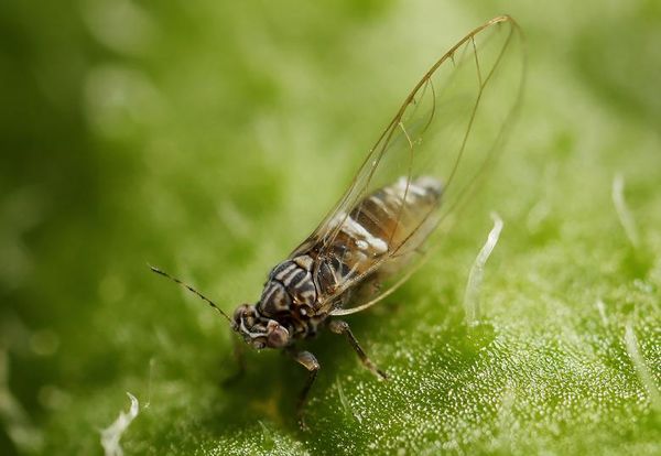 Zebra chip pathogen found in Western Canada for the first time