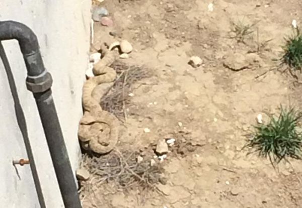 Use caution as rattlesnakes begin to emerge from dens