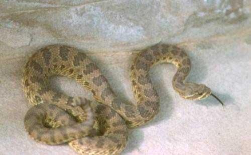 Watch for rattlesnakes in area coulees
