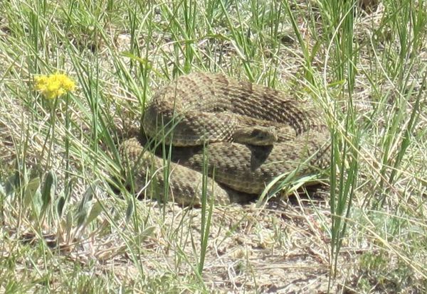 Sharing the prairie landscape with rattlesnakes