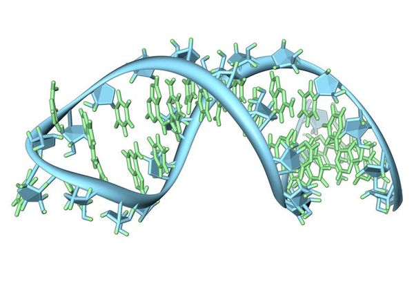 Leading RNA researchers to convene at U of L for RiboWest Conference