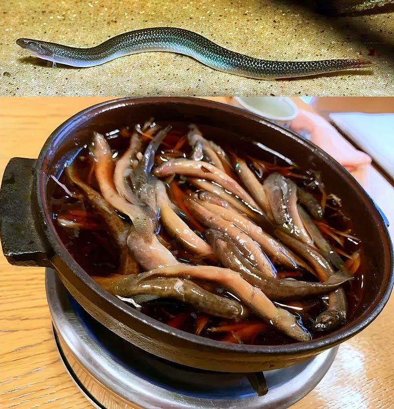 Slender Mysteries of the River: The Eel Loach’s Hidden World