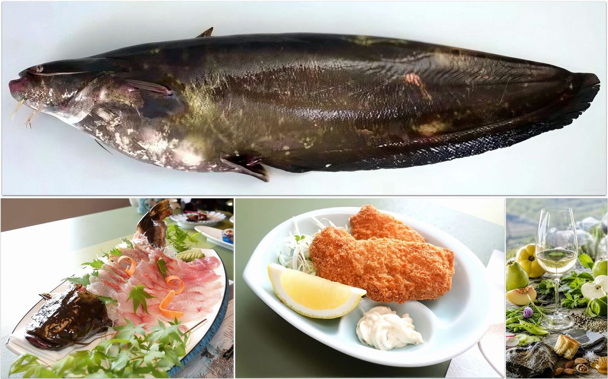 The Iwatoko Catfish: Biology, Taste, and the Future of a Vulnerable Delicacy