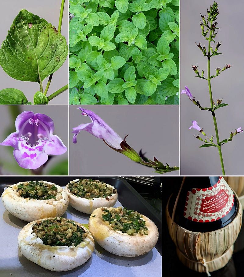 Calamint: The Fragrant Whisper Between Mint and Oregano