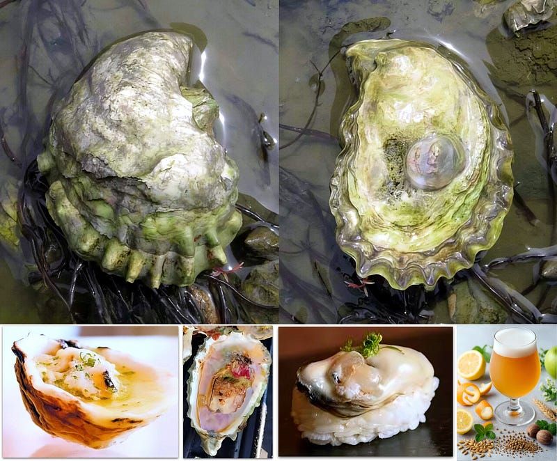 The Kumamoto Oyster: A Petite Pacific Gem with Grand Culinary Allure