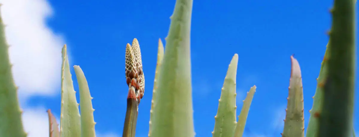 Aloe Vera grows all over Gran Canaria 
