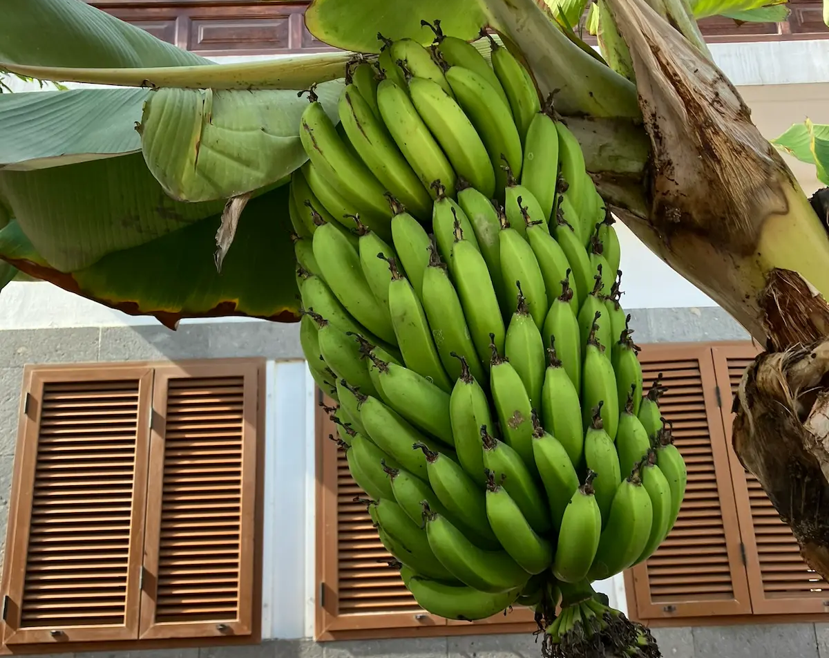 They're not bananas: they're Plátanos growing on Paseo Chill, Las Palmas de Gran Canaria 