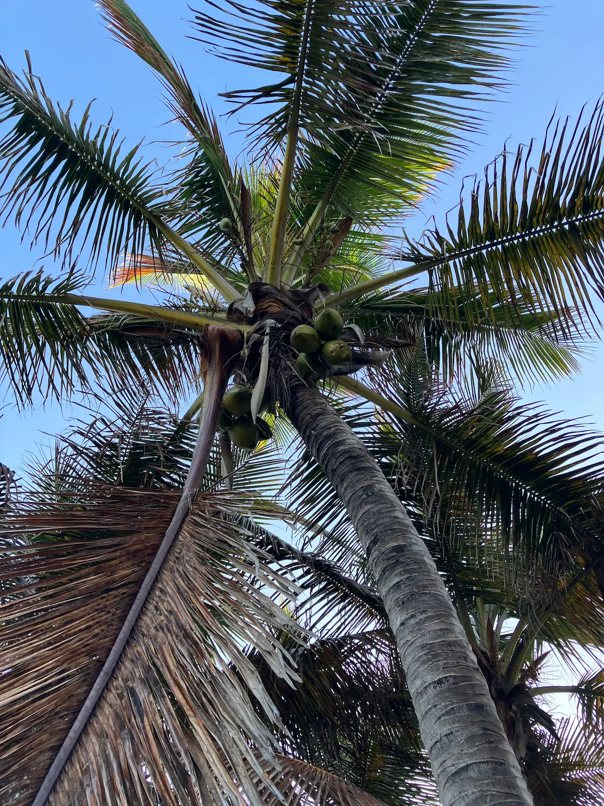 Fruiting palm trees on Playa de Las Canteras, Las Palmas de Gran Canaria