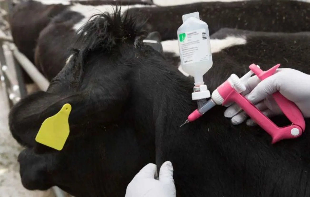 Is H5N1 in Your Beef? What You Need to Know Before Your Next Meal