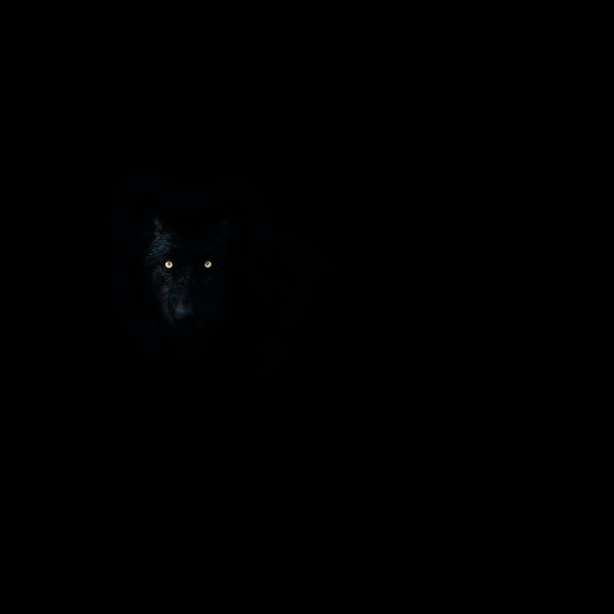 Cù Dubh