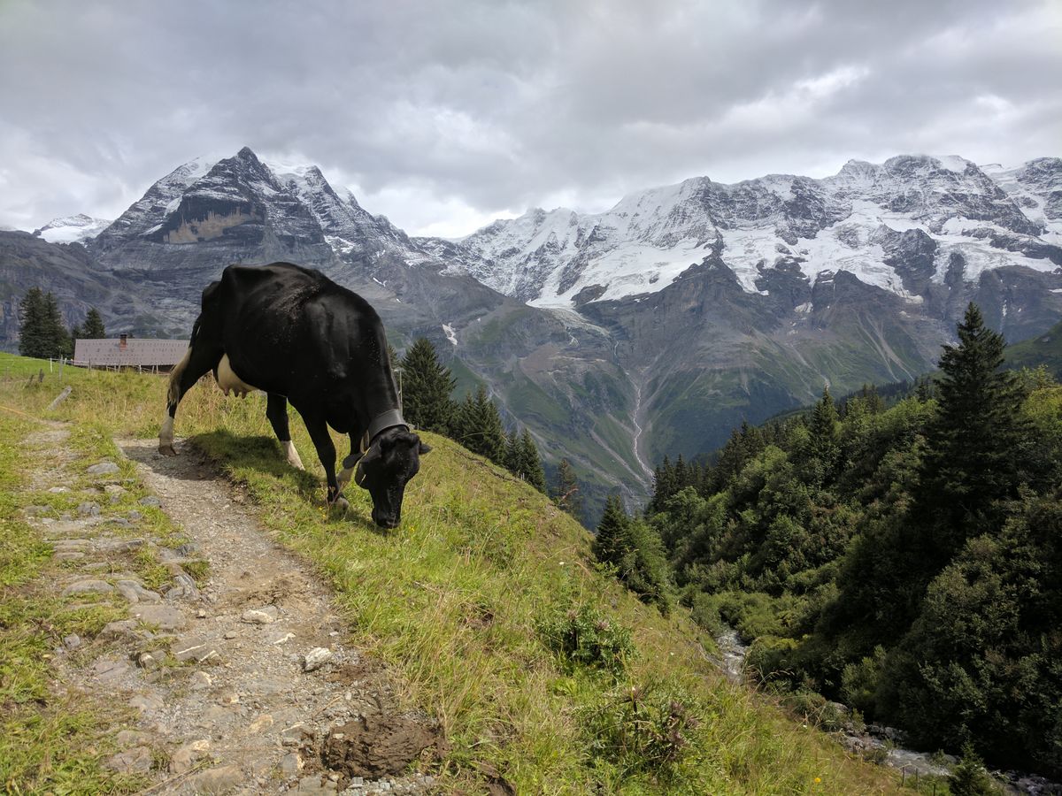 Swiss Alpine Apartment