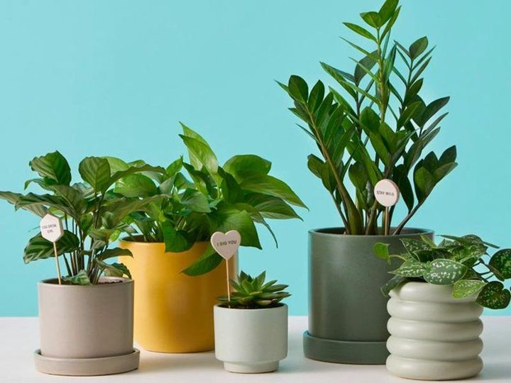 Best Place to Buy Potted Plants Online