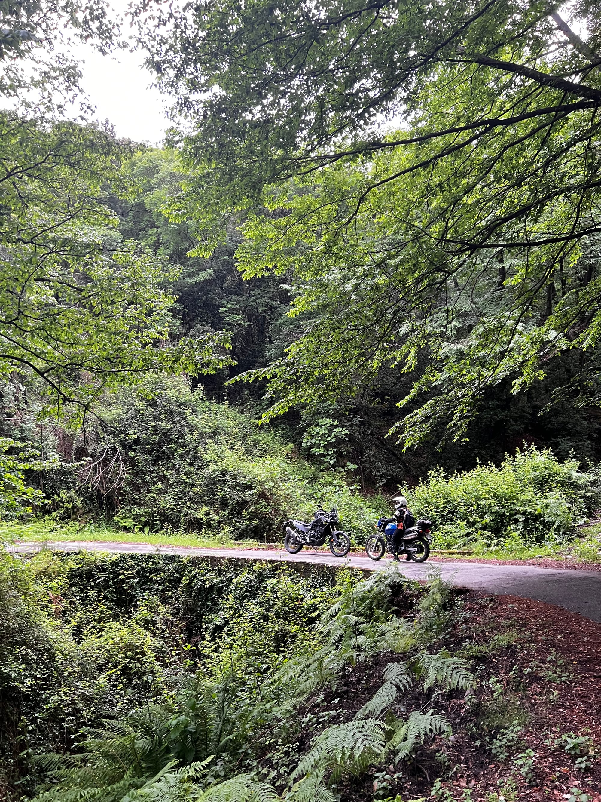 Das Bild zeigt einen ländlichen Weg, der sich durch einen dicht bewachsenen Wald schlängelt. Zwei Motorräder stehen am rechten Rand der Strasse, umgeben von üppigem Grün verschiedener Farbtöne. Der Boden ist mit einer Mischung aus Erde und Gras bedeckt, und man kann eine Vielzahl von Pflanzen wie Farnen und Büschen erkennen. Über den Motorrädern sieht man das dichte Laub der Bäume, das Licht durchlässt und für ein Spiel aus Licht und Schatten auf der Straße sorgt. Die Szene wirkt ruhig.